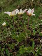 Image of Anemone baldensis subsp. baldensis