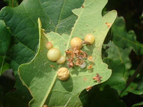 Image of Cynips quercusfolii