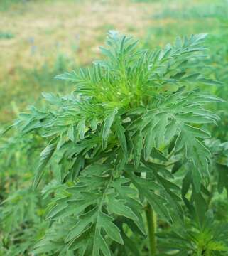 Image of annual ragweed