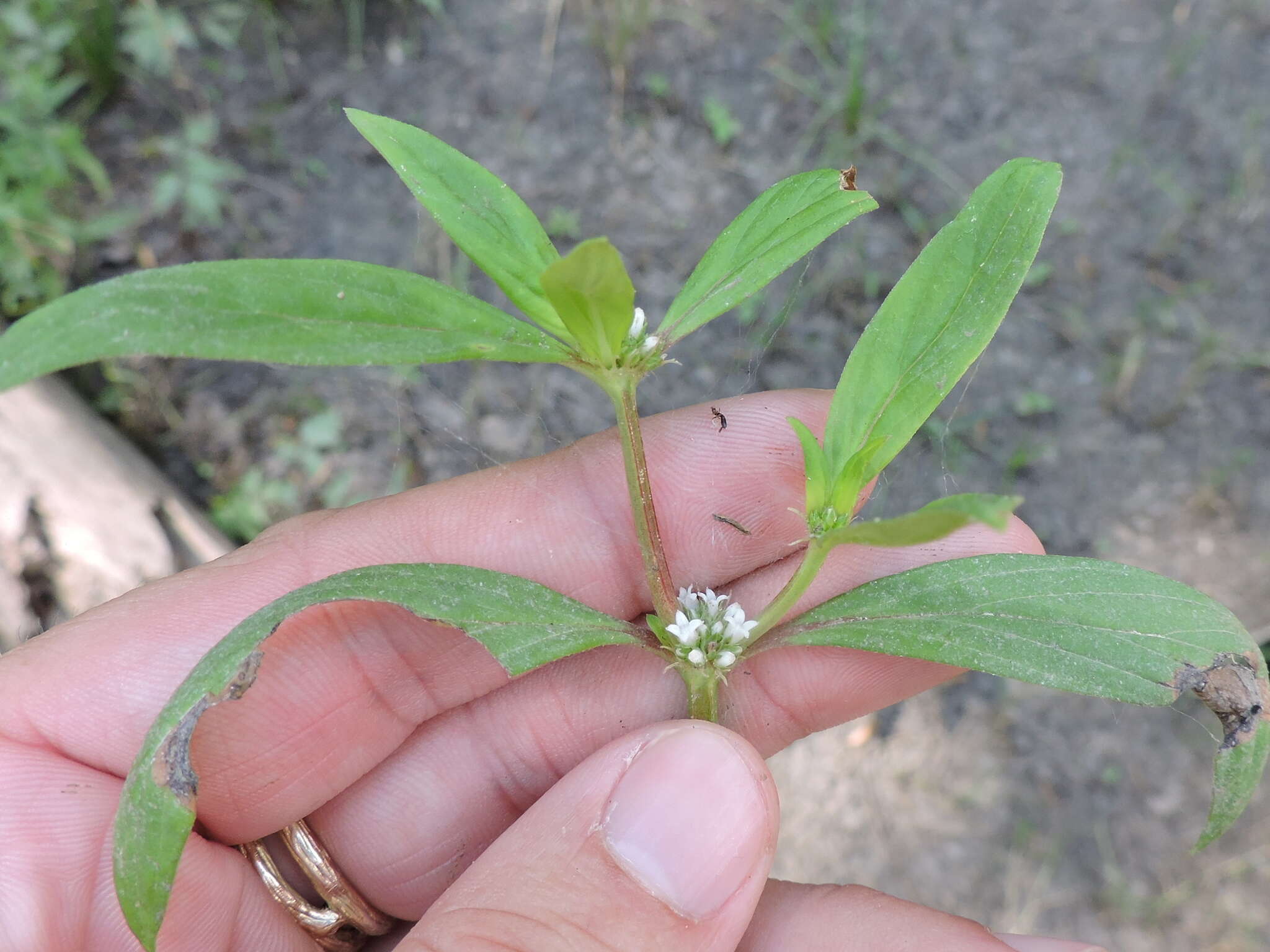 Image of Smooth False Buttonweed