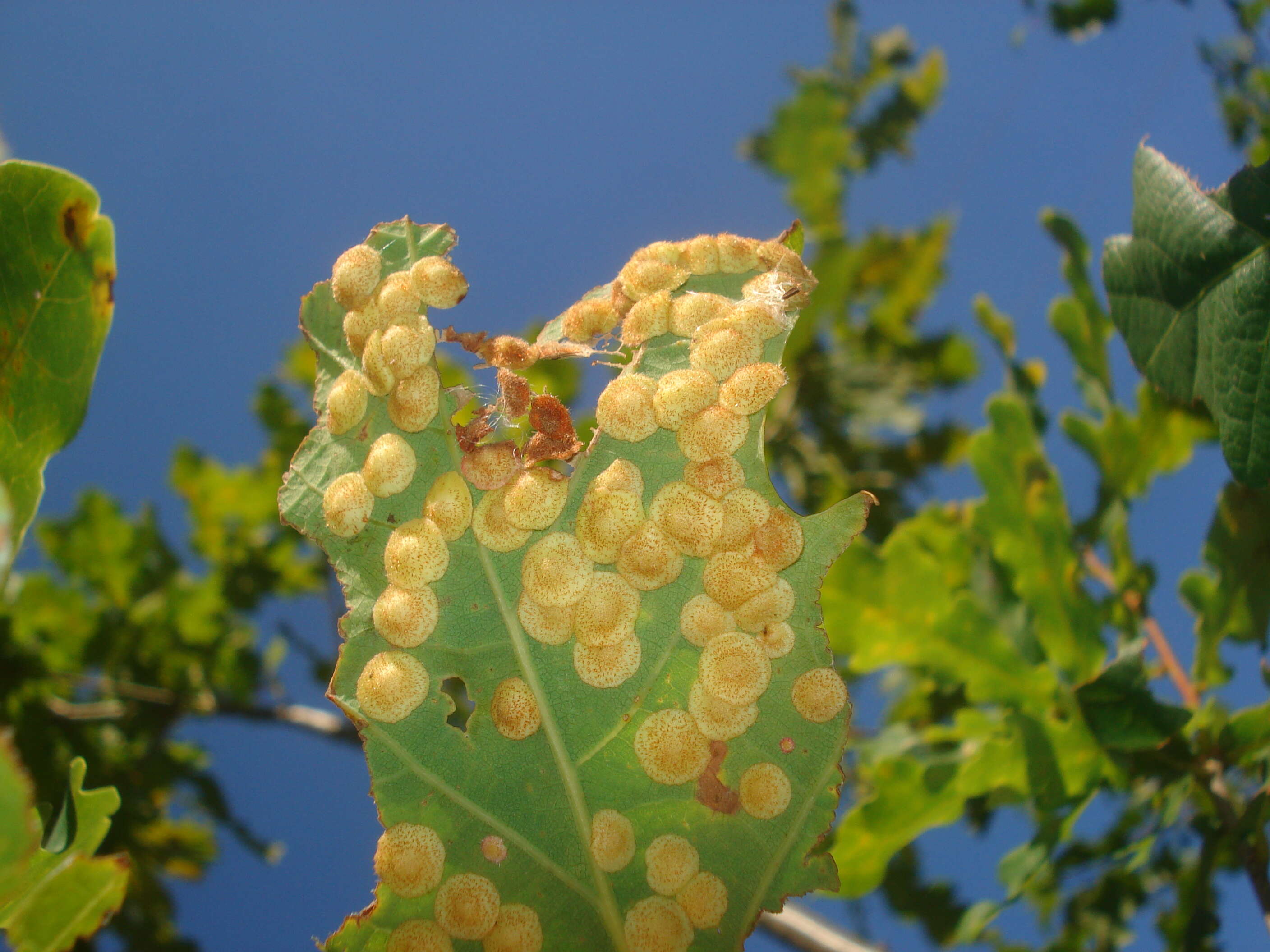 Imagem de Neuroterus quercusbaccarum (Linnaeus 1758)