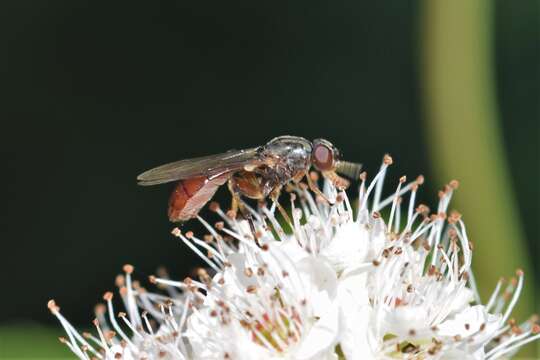 Image of Sphegina rufiventris Loew 1863