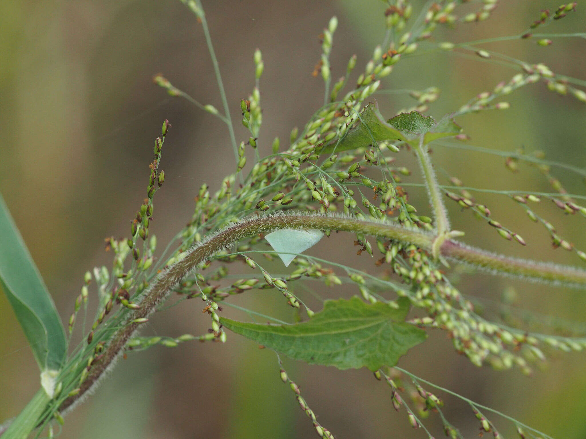 Image of Phylliana alba (Jacobi 1915)