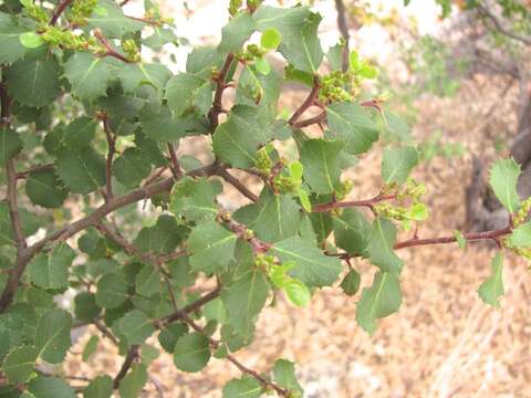 Image of Endotropis crocea (Nutt.) Hauenschild