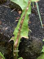 Image of Dandelion gall wasp