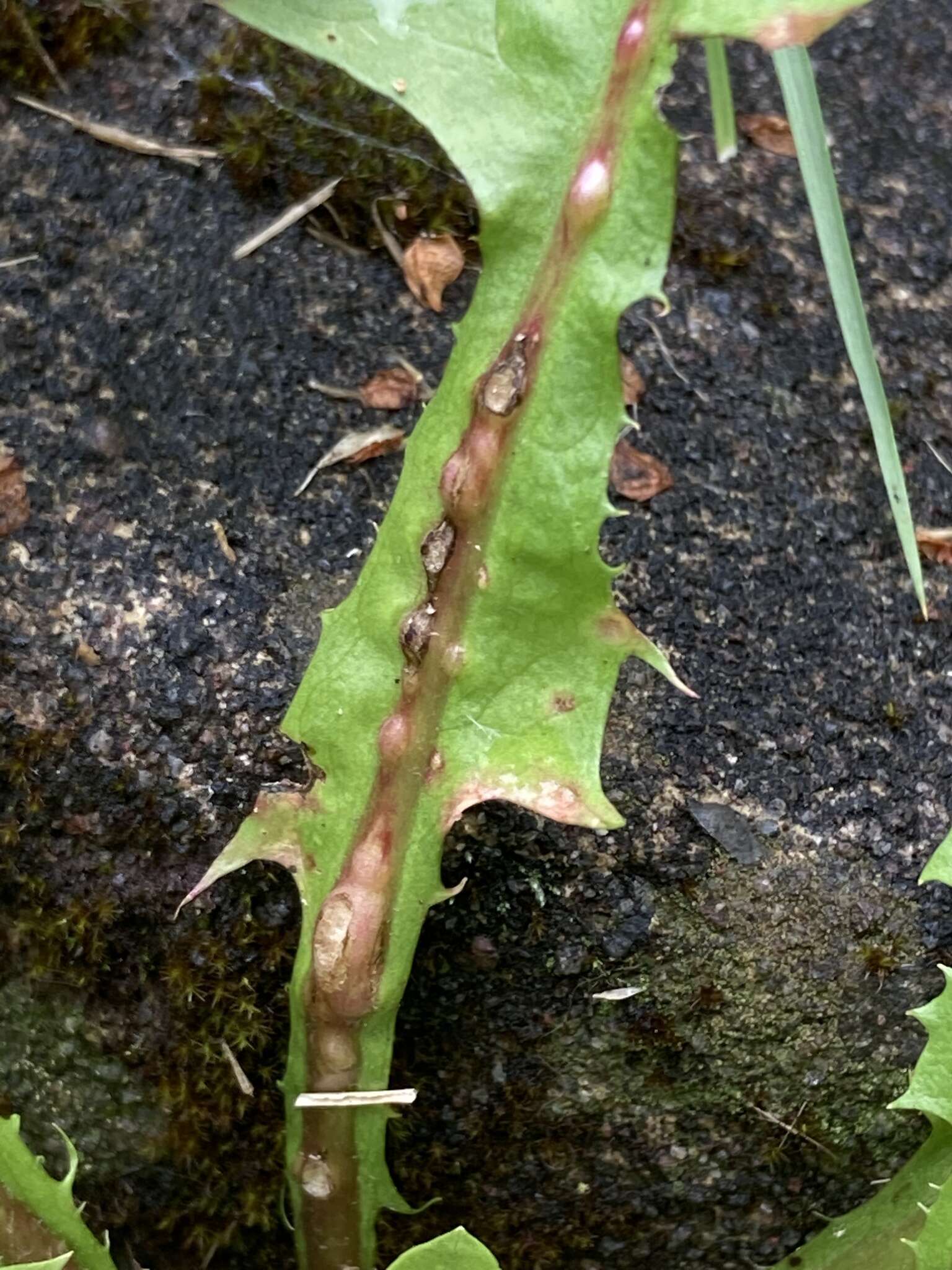 Image of Dandelion gall wasp