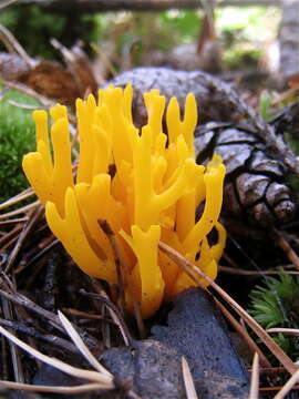 Image of Calocera viscosa (Pers.) Fr. 1821