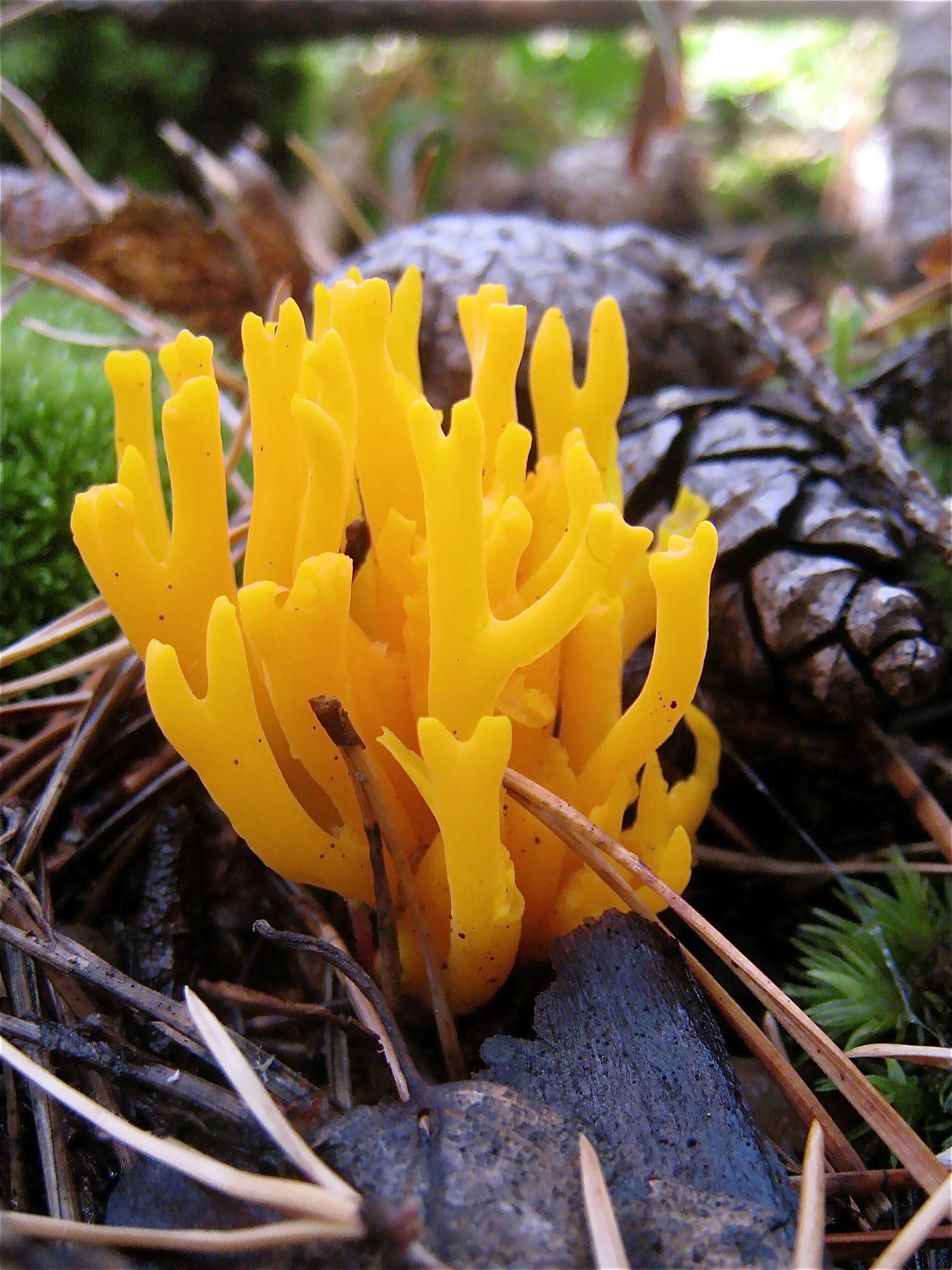 Imagem de Calocera viscosa (Pers.) Fr. 1821