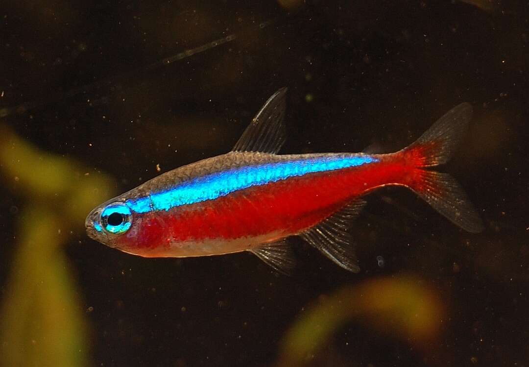 Image of cardinal tetra