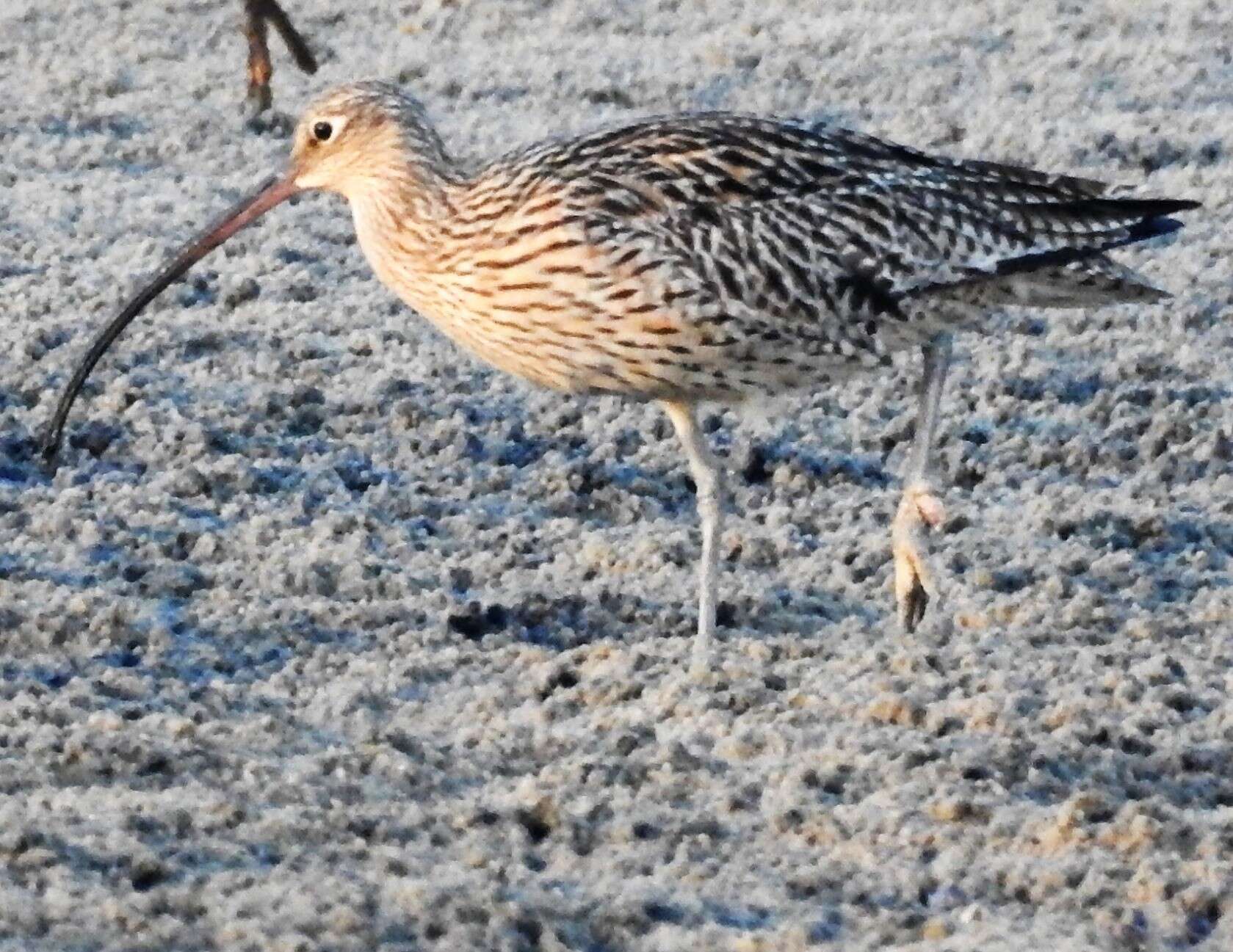 Image of Eastern Curlew