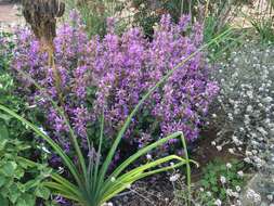 Image of Purple ribbon bush