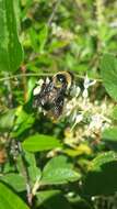 Слика од Bombus fraternus (Smith 1854)