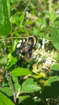 Слика од Bombus fraternus (Smith 1854)