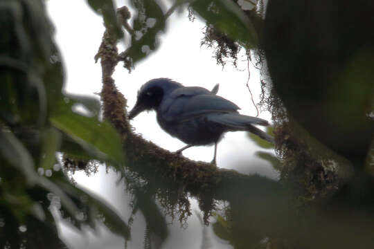 Image of Cyanolyca armillata quindiuna (Sclater, PL & Salvin 1876)