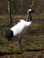 Image of Japanese Crane