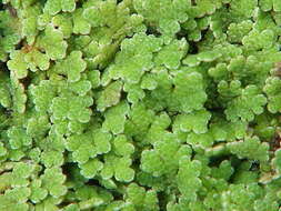 صورة Azolla filiculoides Lam.