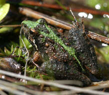 Image of Southern Cricket Frog