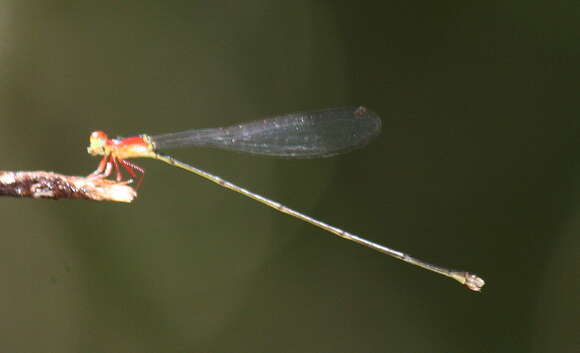 Image of Amphicnemis wallacii Selys 1863