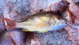 Image of Bream