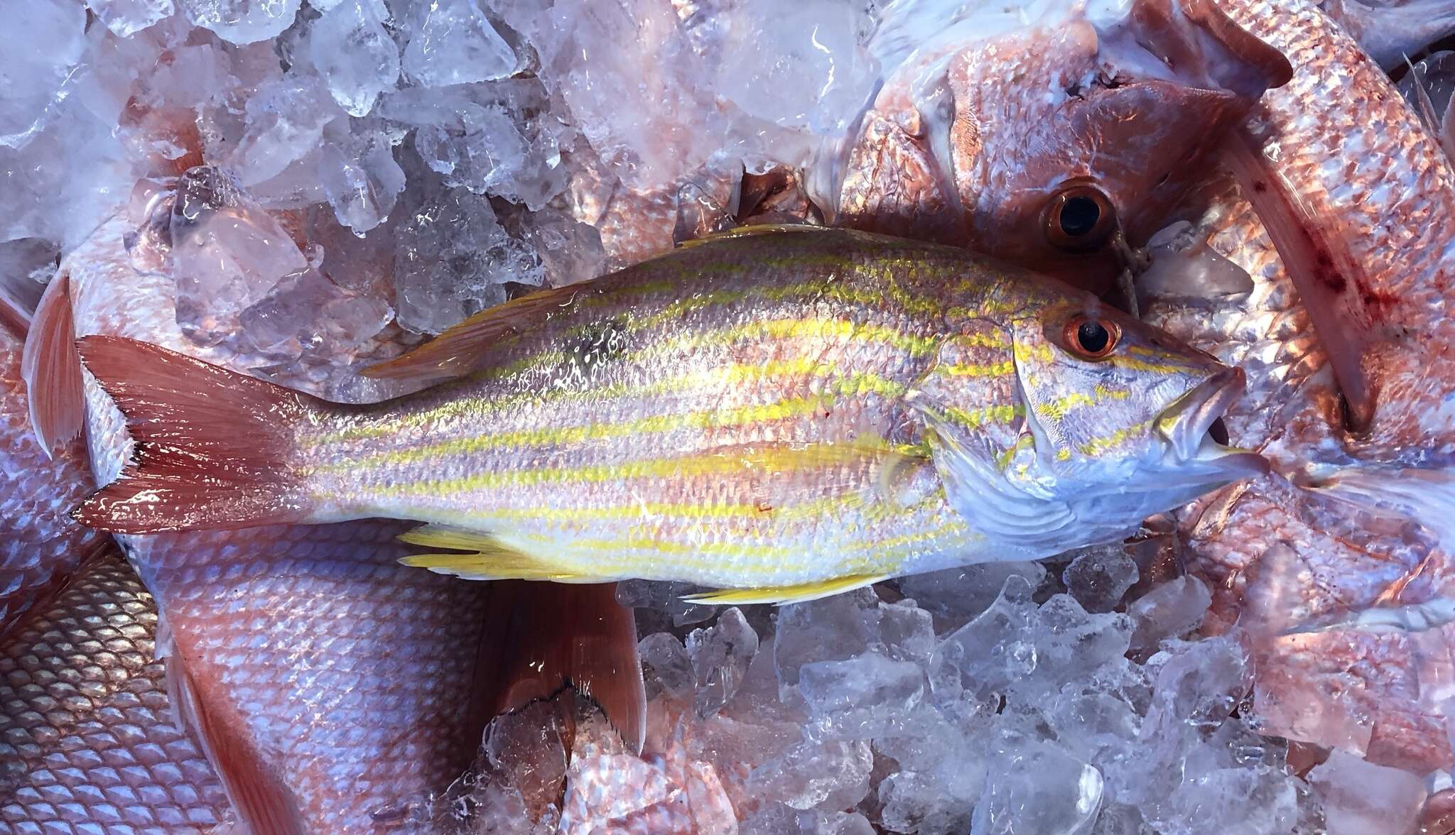 Image of Bream