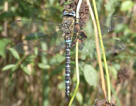 Image of Migrant Hawker