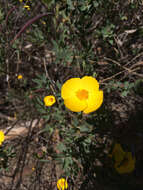 Image of tree poppy