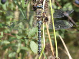 Image of Migrant Hawker