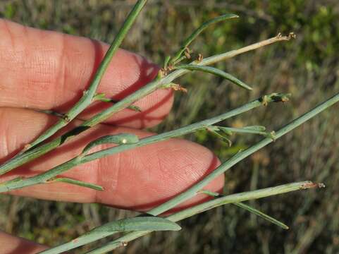 Image of Hermbstaedtia glauca (Wendl.) Rchb. ex Steud.