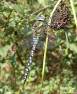 Image of Migrant Hawker