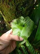 Image of Triploid Fern