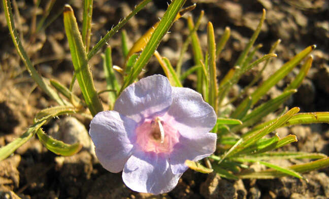 Image of Ruelliopsis