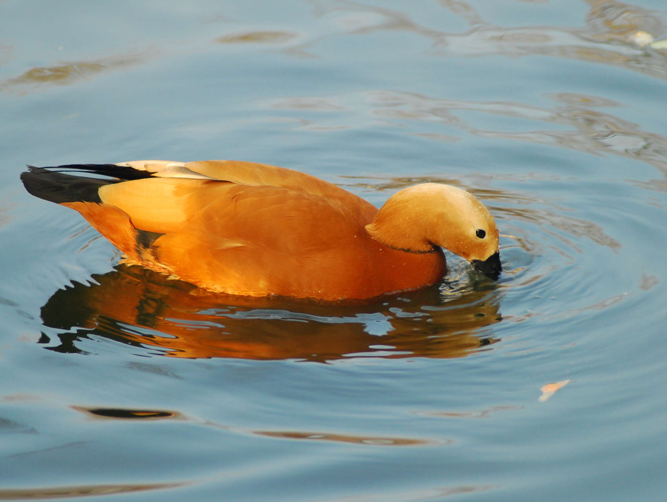 Image of Ruddy Shelduck