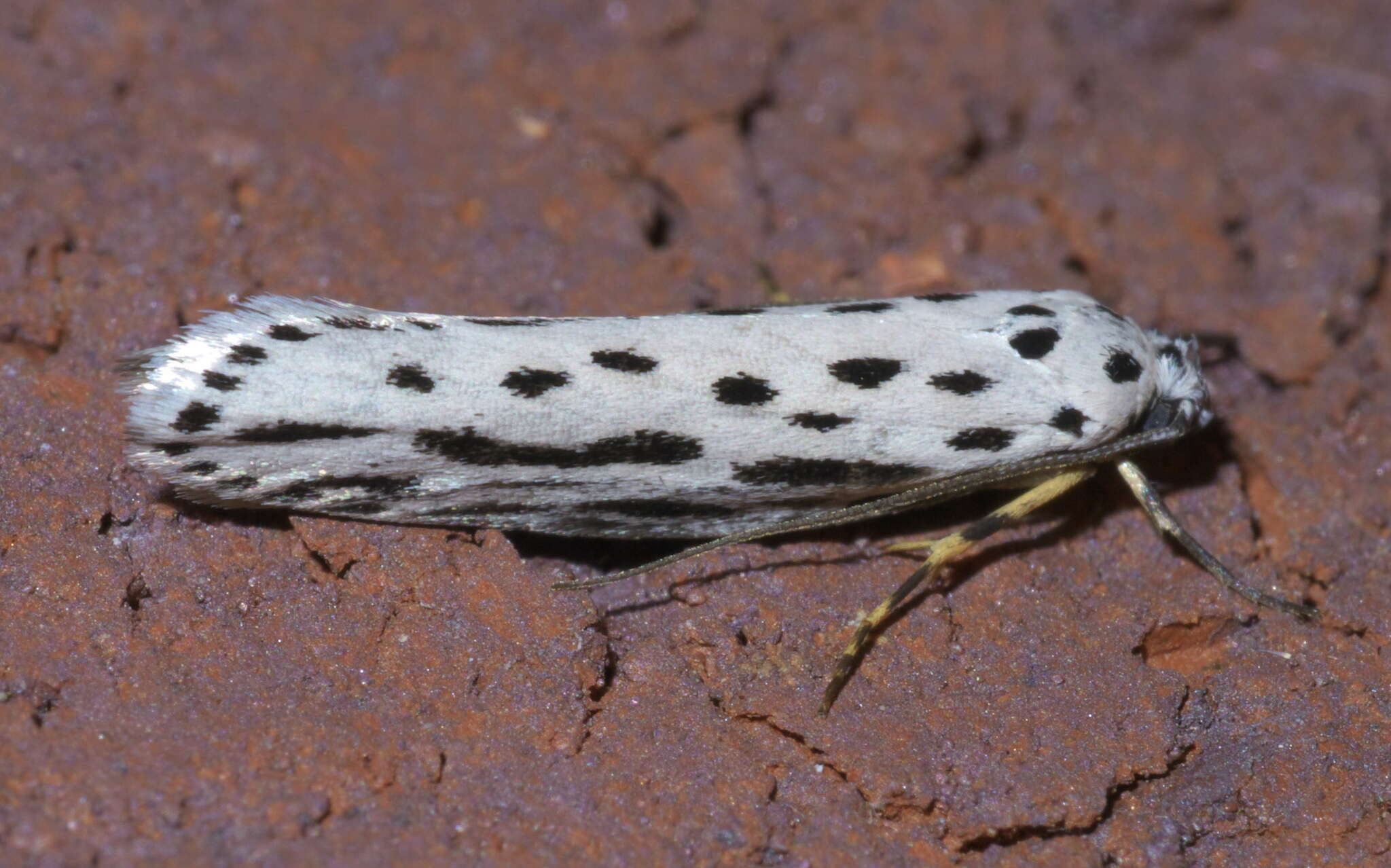 Image of Zeller's Ethmia Moth