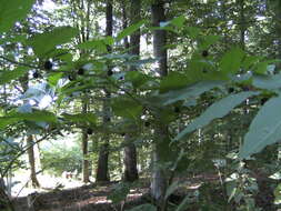 Image of Deadly Nightshade