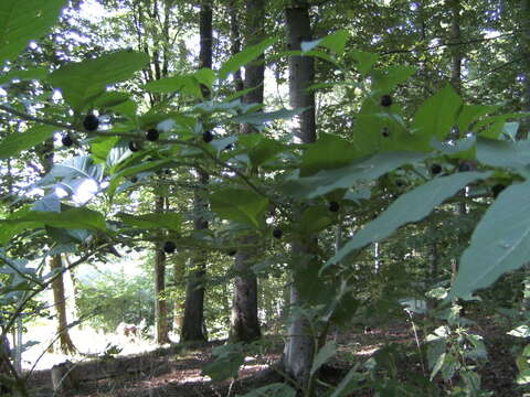 Plancia ëd Atropa belladonna L.