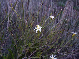 Image of Gutierrezia gilliesii Griseb.