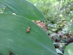 Image of Longhorn Moth