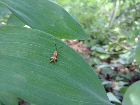 Image of Longhorn Moth