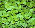 Image of Centella