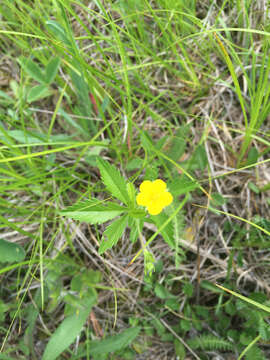 Image of common cinquefoil