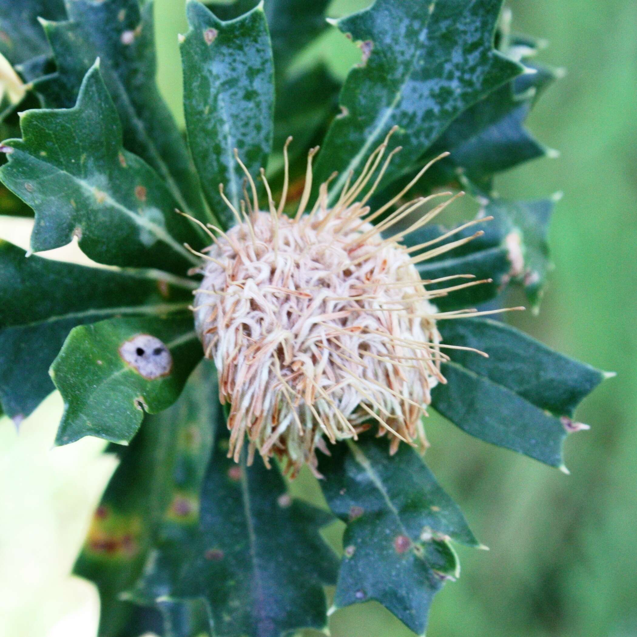 Imagem de Banksia sessilis var. cygnorum (Gand.) A. R. Mast & K. R. Thiele