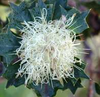 Imagem de Banksia sessilis var. cygnorum (Gand.) A. R. Mast & K. R. Thiele