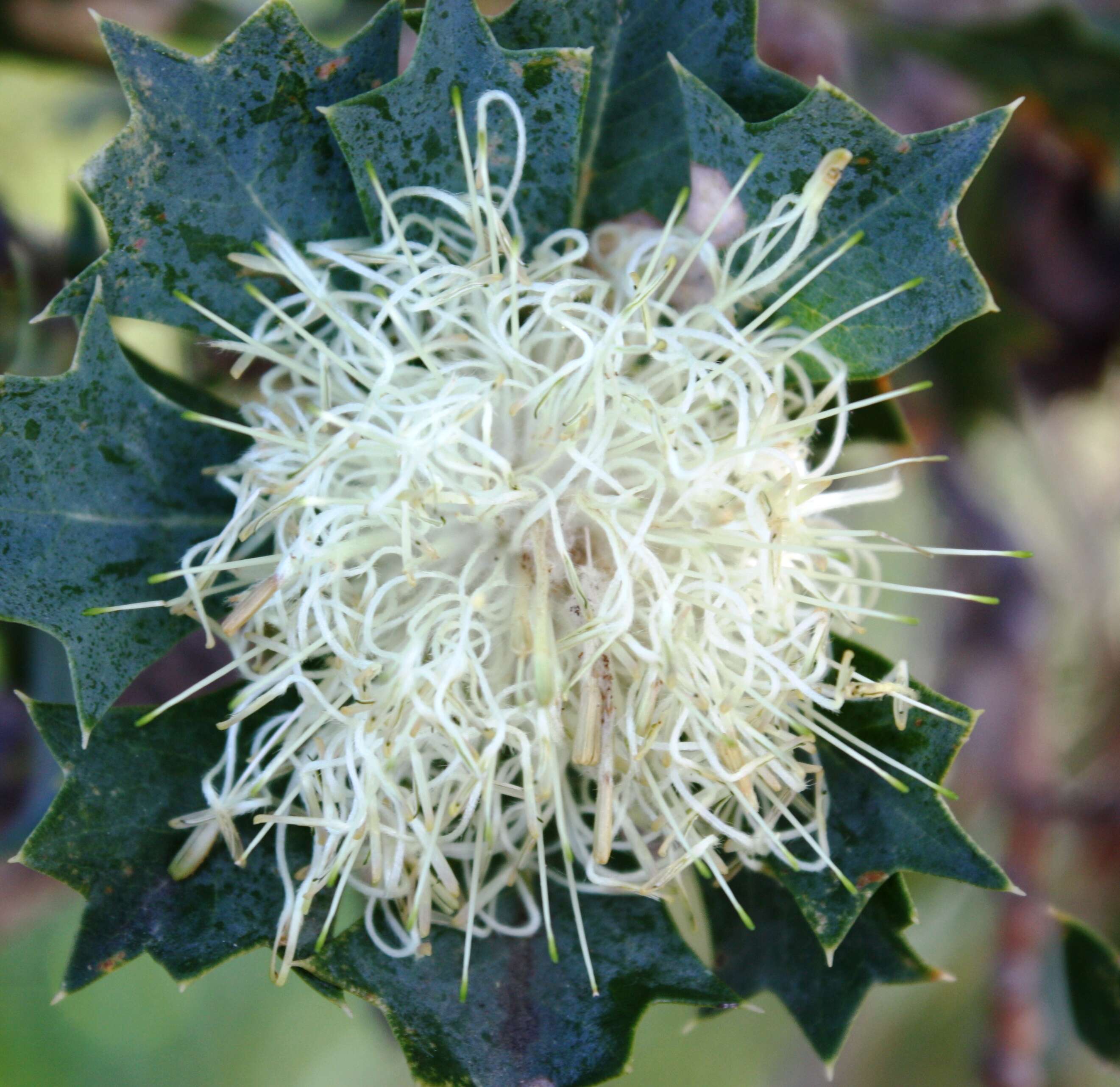 Imagem de Banksia sessilis var. cygnorum (Gand.) A. R. Mast & K. R. Thiele