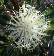 Imagem de Banksia sessilis var. cygnorum (Gand.) A. R. Mast & K. R. Thiele