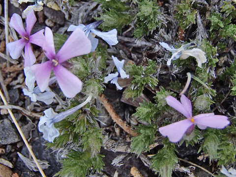 Image of Phlox caespitosa subsp. caespitosa