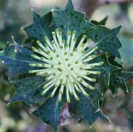 Imagem de Banksia sessilis var. cygnorum (Gand.) A. R. Mast & K. R. Thiele