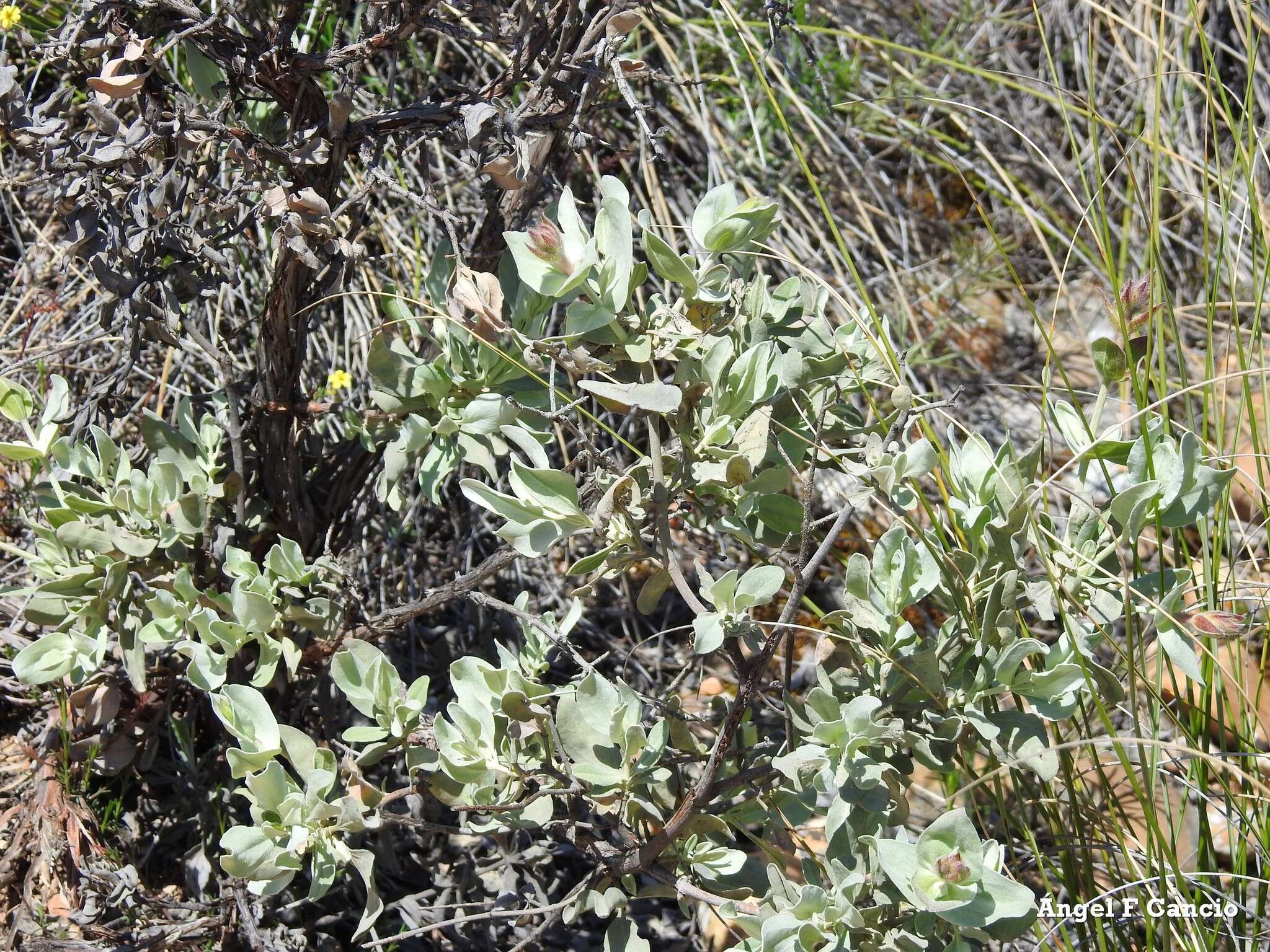 Image of Halimium atriplicifolium (Lam.) Spach