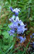 Image of hyacinthoides