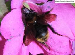 Image of Bombus koreanus (Skorikov 1933)