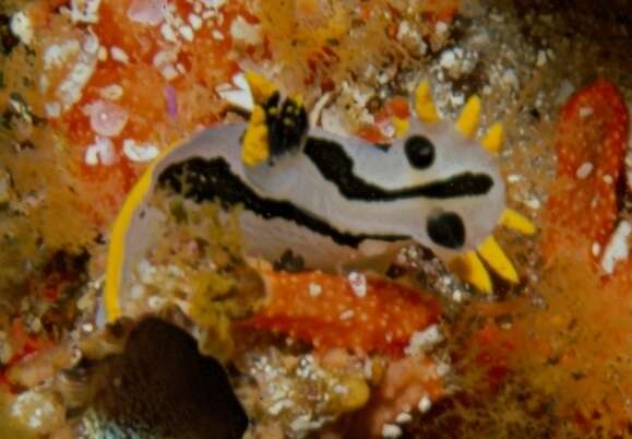 Image of Crowned nudibranch